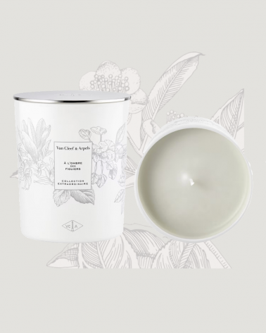 candle_to_the shadow_of_the fig trees