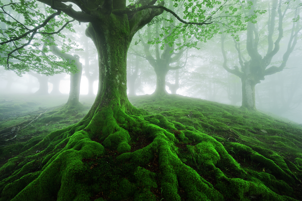 parfum-vert-frais