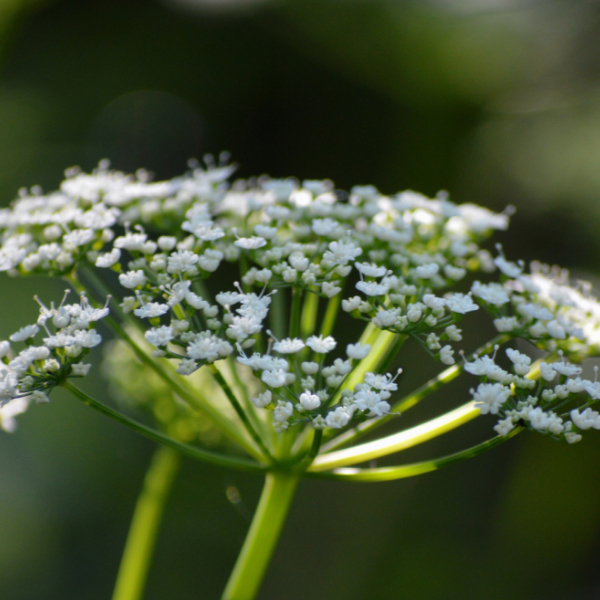 cosmetique - plante sauvage - fleur de sureau.jpg