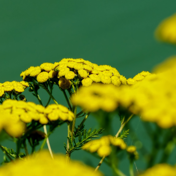 cosmetique - plante sauvage - fleur- de - tanaisie.jpg