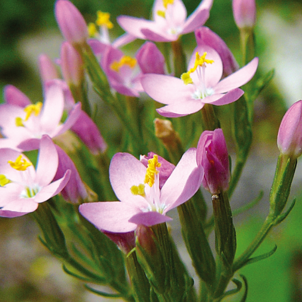 cosmetique - plante sauvage - fleur-petite centauree.jpg