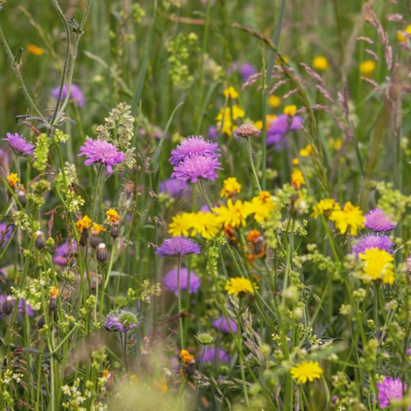 cosmetique - prairie - fleurs sauvage.jpg