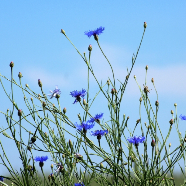 cosmetique - plante sauvage - fleur- de - tanaisie.jpg