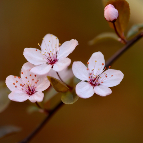 cosmetique - plante sauvage - fleur- de - tanaisie.jpg