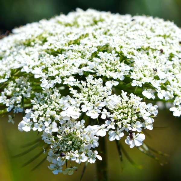 cosmetique-plante-sauvage-fleur-de-sureau.jpg