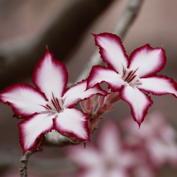 cosmetique - plante sauvage - fleur- de - tanaisie.jpg