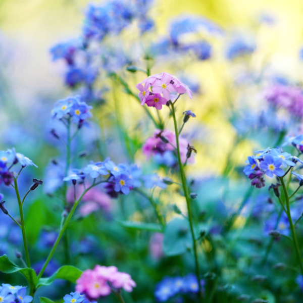 cosmetique - plante sauvage - fleur- de - tanaisie.jpg