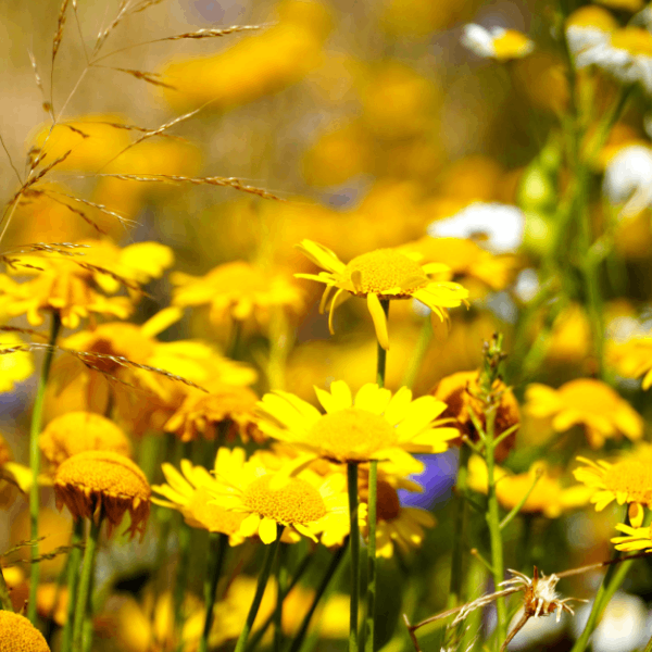 cosmetique-plante-sauvage-prairie-fleur-sauvage.png