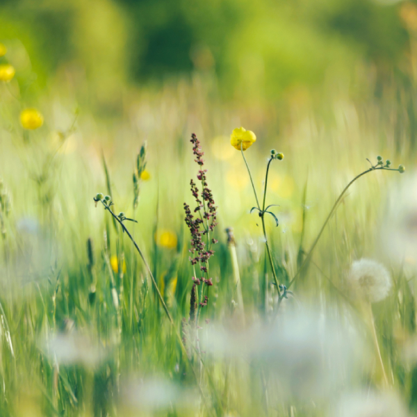 cosmetique-plante-sauvage-prairie-fleurie.jpg