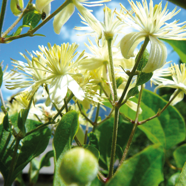 cosmetique - plante sauvage - fleur- de - tanaisie.jpg