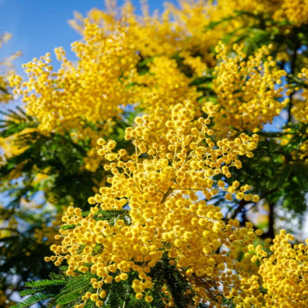 MIMOSA